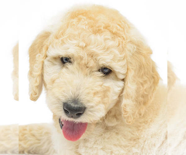 Medium Photo #2 Poodle (Standard) Puppy For Sale in CEDAR CITY, UT, USA