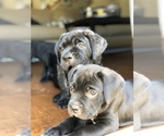 Small Photo #9 Cane Corso Puppy For Sale in MCDONOUGH, GA, USA