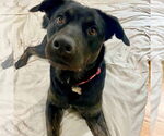 Small #6 Labrador Retriever Mix