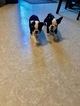Small Photo #17 Boston Terrier Puppy For Sale in COLUMBIAVILLE, MI, USA