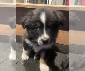 Australian Shepherd Puppy for sale in JURUPA VALLEY, CA, USA
