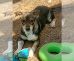 Small #1 Chiweenie