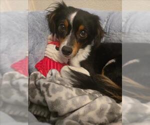 Chihuahua-Unknown Mix Dogs for adoption in Las Vegas, NV, USA