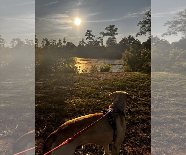 Medium Photo #8 Catahoula Leopard Dog-German Shepherd Dog Mix Puppy For Sale in The Woodlands, TX, USA