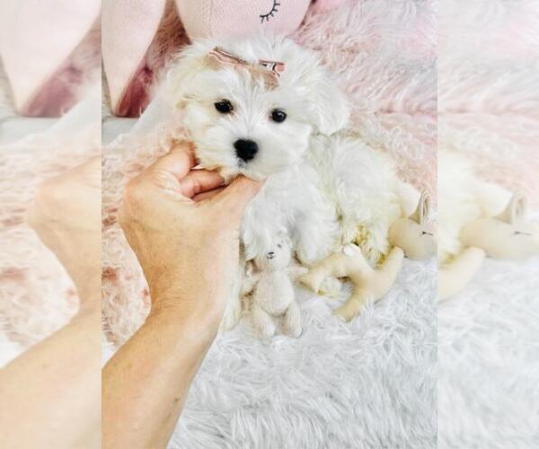 Medium Photo #18 Maltese Puppy For Sale in PEMBROKE PINES, FL, USA
