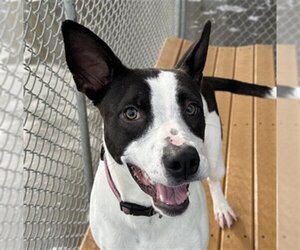 American Pit Bull Terrier-Border Collie Mix Dogs for adoption in Bakersfield, CA, USA