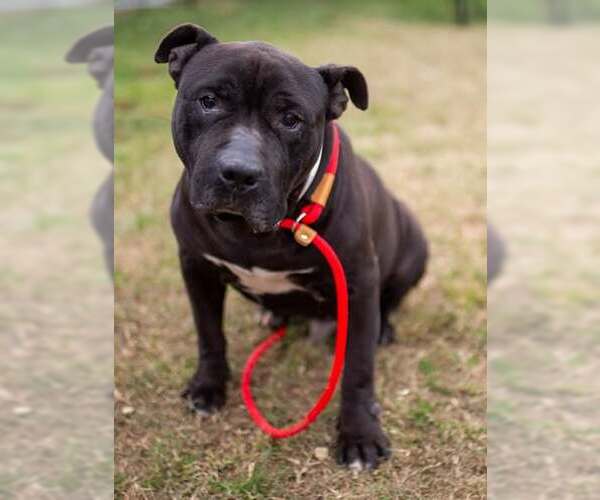 Medium Photo #1 American Pit Bull Terrier Puppy For Sale in Louisville, KY, USA