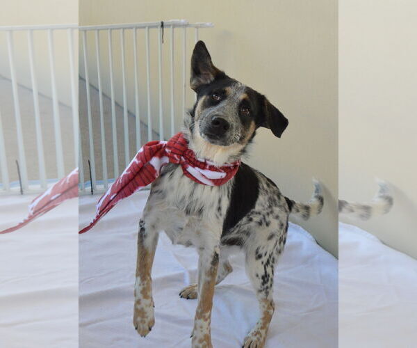 Medium Photo #3 Mutt Puppy For Sale in McKinney, TX, USA