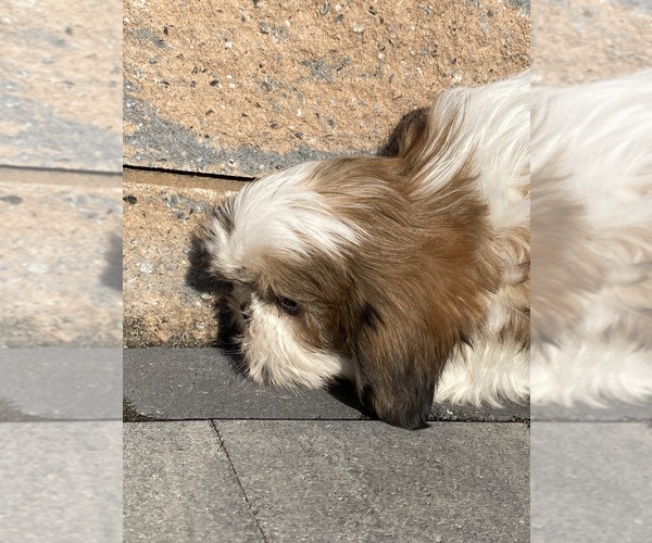 Medium Photo #3 Shih Tzu Puppy For Sale in CANOGA, NY, USA
