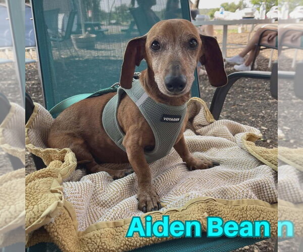 Medium Photo #9 Dachshund Puppy For Sale in San Antonio, TX, USA
