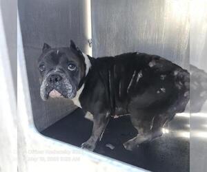 Bulldog-Unknown Mix Dogs for adoption in San Antonio, TX, USA