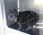 Small Bulldog Mix