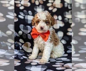 Cockapoo-Poodle (Miniature) Mix Puppy for sale in BIRD IN HAND, PA, USA