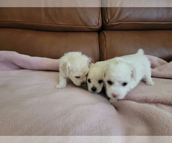 Medium Photo #3 Maltipoo Puppy For Sale in SACRAMENTO, CA, USA
