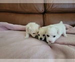 Small Photo #3 Maltipoo Puppy For Sale in SACRAMENTO, CA, USA