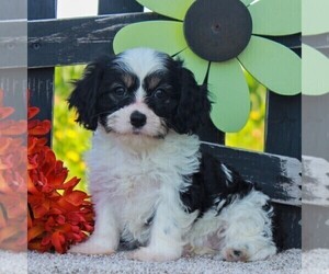 Cavachon Puppy for sale in GORDONVILLE, PA, USA