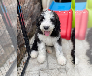 Sheepadoodle Puppy for sale in CAMDEN, OH, USA