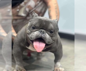 Father of the American Bully puppies born on 01/17/2025