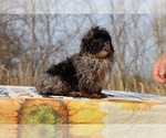 Small #32 ShihPoo