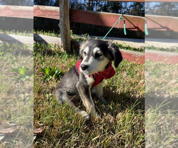 Medium Photo #4 Labrenees Puppy For Sale in Oak Bluffs, MA, USA
