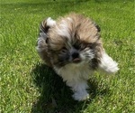 Small #3 Shih Tzu