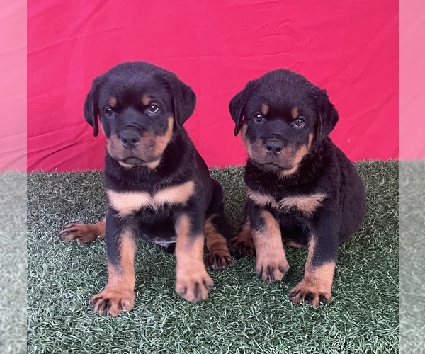 Medium Photo #3 Rottweiler Puppy For Sale in MIRA LOMA, CA, USA