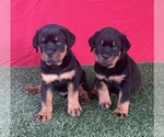 Small Photo #3 Rottweiler Puppy For Sale in MIRA LOMA, CA, USA