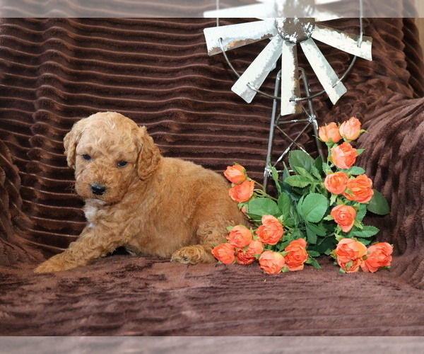 Medium Photo #2 Goldendoodle (Miniature) Puppy For Sale in GIRARD, KS, USA