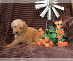 Small #1 Goldendoodle (Miniature)