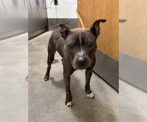 Mutt Dogs for adoption in Forestville, MD, USA