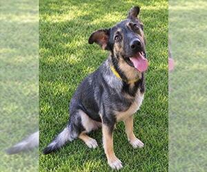 German Shepherd Dog-Unknown Mix Dogs for adoption in Oklahoma City, OK, USA