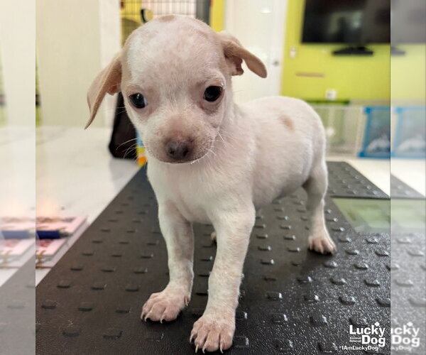 Medium Photo #2 Chihuahua-Unknown Mix Puppy For Sale in Washington, DC, USA