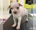 Small Photo #2 Chihuahua-Unknown Mix Puppy For Sale in Washington, DC, USA