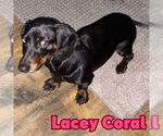 Small #7 Dachshund