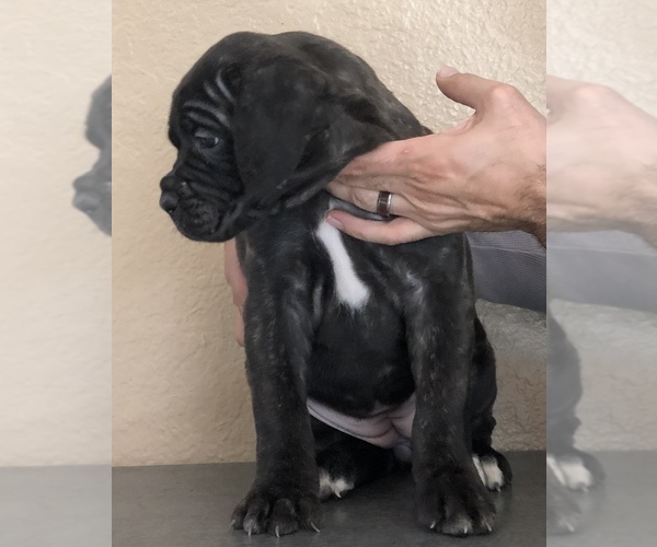 Medium Photo #9 Cane Corso Puppy For Sale in CORONA, CA, USA