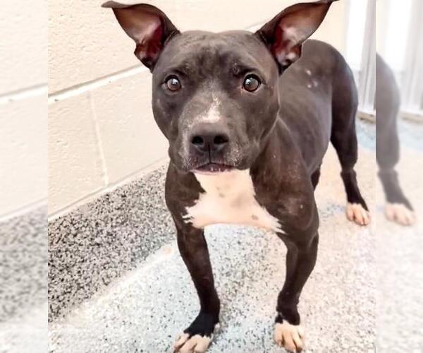 Medium Photo #3 American Staffordshire Terrier-Unknown Mix Puppy For Sale in Houston, TX, USA