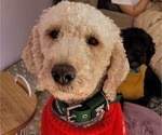 Small Photo #1 Doodle-Goldendoodle Mix Puppy For Sale in LEBANON, ME, USA