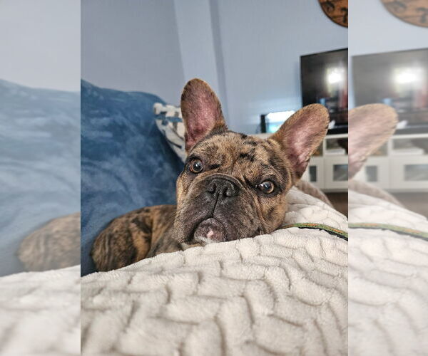 Medium Photo #2 French Bulldog Puppy For Sale in Brights Grove, Ontario, Canada