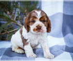 Small #7 Cocker Spaniel
