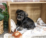 Small #4 Schnauzer (Miniature)