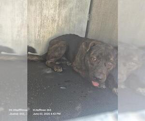 American Staffordshire Terrier-Unknown Mix Dogs for adoption in San Antonio, TX, USA