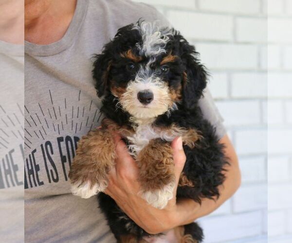 Medium Photo #4 Bernedoodle (Miniature) Puppy For Sale in NARVON, PA, USA