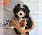 Shadow - Male Bernedoodle (Miniature) Puppy for Sale - Photo #4