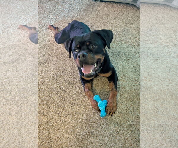 Medium Photo #8 Rottweiler Puppy For Sale in White Hall, AR, USA