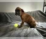 Small Photo #56 Boxer Puppy For Sale in WEST COLUMBIA, SC, USA