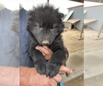 Small Photo #11 Wolf Hybrid Puppy For Sale in LAMAR, CO, USA