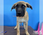 Small #1 Labrador Retriever Mix