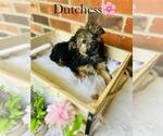 Small #3 Yorkshire Terrier