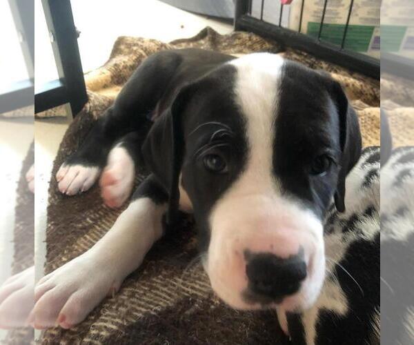 Medium Photo #10 Great Dane Puppy For Sale in HOUGHTON LAKE, MI, USA