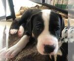 Small Photo #10 Great Dane Puppy For Sale in HOUGHTON LAKE, MI, USA